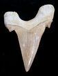 High Quality Otodus Fossil Shark Tooth #1741-1